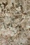 Wall background texture cement peels patches grunge stained rugged look