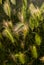 Wall barley under evening sun