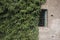 A wall and a barred window of a ruin are being overgrown by Ivy