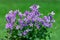 Wall bellflower, closeup. Campanula portenschlagiana.