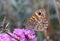 Wall brown butterfly Lasiommata Megera
