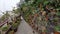 Wall with cacti