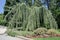 Wall consisting of pine branches - Weeping Atlas cedar PPE