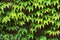 Wall covered with leaves of a girlish grapes