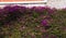 Wall Covering Purple Flowers