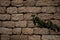 Wall creeper on stone wall