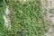 Wall densely overgrown with green ivy Hedera