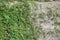 Wall densely overgrown with green ivy Hedera