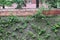 Wall densely overgrown with green plants