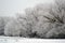 Wall of frost covered trees