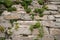 A wall full of greenery on the outskirts of the city