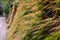 Wall garden. Fern plants growing on a wall side. Green stone wall