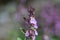 Wall germander Teucrium chamaedrys subsp. nuchense with tubular pink flowers