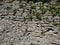 The wall with grass of the fortress in the city of Dubno. On a summer day.