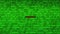Wall of Green Binary Code Revealing DIGITAL Data Matrix Background