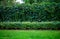 Wall of greenery bushes in autumn park background