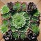 Wall hanging of green succulent plants