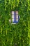 Wall of a house with window covered with ivy