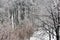 The wall of ice forest with wood detail in the foreground