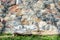 Wall of large natural stones and some green grass.