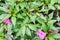 Wall of leafs vine full green and red texture background garden