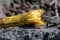 Wall lizard gallotia galloti palmae eating a discarded banana with volcanic landscape rock in the background. La Palma Island,