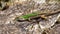 wall lizard Podarcis muralis standing in the sun on a sectioned tree trunk. about 15â€“20 cm long on average including tail