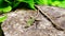 Wall lizard Podarcis muralis standing in the sun on a sectioned tree trunk. about 15â€“20 cm long on average including tail