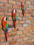 Wall with macaws