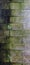 Wall moss greenmoss stonewall stonewall stone wallpaper