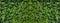 Wall of natural leaves of green creeper. Texture. Panorama.