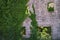 Wall of old ruined building overgrown with green ivy