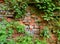 Wall overgrown, ancient brick wall, background, texture, old dilapidated brick wall overgrown with grass