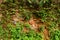 Wall overgrown, ancient brick wall, background, texture, old dilapidated brick wall overgrown with grass