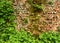 Wall overgrown, ancient brick wall, background, texture, old dilapidated brick wall overgrown with grass