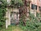 Wall overgrown with vines, Venice, Italy