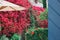 Wall with red flowers, flowering Bush bougainvillea on a tree in Sidi Bou Said, Tunisia