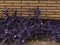 Wall of reddish bricks with purple plants with flowers at the base and red floor