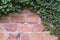 Wall of reddish sandstone framed with evergreen ivy, architecture or nature background with copy space