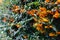 A wall of ripe orange firethorns in green leafs