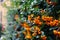 A wall of ripe orange firethorns in green leafs