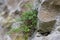 Wall-rue (Asplenium ruta-muraria L.) in the rock crack in the natural biotope.