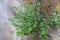 Wall-rue (Asplenium ruta-muraria L.) in the rock crack in the natural biotope.