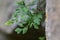 Wall-rue (Asplenium ruta-muraria L.) in the rock crack in the natural biotope.