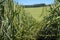 wall of stems and spikelets of ripening wheat in a technological strip on the background of the sky