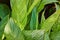 Wall of tall green leaves on plant with yellow veins in nature background asset