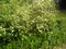 Wall of white flowers in Alsace