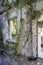 Wall with window overgrown with ivy. old house overgrown with vines