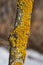 Wall Xanthoria lat. Xanthoria parietina is a lichen of the Telochistaceae family.