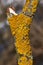 Wall Xanthoria lat. Xanthoria parietina is a lichen of the Telochistaceae family.